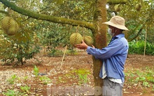 Hàng chục nghìn tấn bơ, sầu riêng ở Tây Nguyên thoát ùn ứ nhờ sàn thương mại, siêu thị