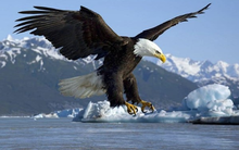 Chuyện cuối tuần: Kích hoạt tâm lý "người thợ săn" và chiến thuật tạo ra một thị trường không có sự cạnh tranh