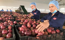 Hàng chục nghìn tấn nông sản ùn ứ, Vĩnh Long kêu gọi hỗ trợ gấp