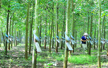 Cao su Đồng Phú (DPR) báo lãi gộp 91 tỷ đồng sau 8 tháng, hoàn thành gần 22% kế hoạch năm