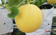 Thầy giáo khởi nghiệp trồng dưa lưới, lãi hơn trăm triệu đồng/năm