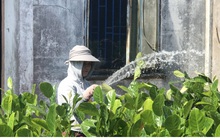 "Vương quốc hoa kiểng" thất thu do dịch Covid-19