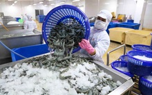 Xuất khẩu thủy sản tháng 8/2021 giảm mạnh 36%, dự báo tiếp tục đình trệ trong tháng 9