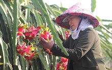 Nông sản Việt khó cạnh tranh tại Trung Quốc