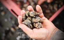 Nông dân Hà Tĩnh lao đao vì ốc hương rớt giá thê thảm