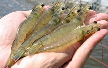 Camimex (CMX) chào bán 30 triệu cổ phiếu riêng lẻ, Chủ tịch và em trai dự kiến mua 45,5% lượng phát hành