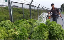 Rau xanh khó tiêu thụ do dịch Covid-19