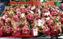 Thanh long Việt Nam “phủ sắc đỏ” tại Australia