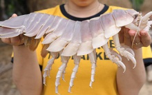 Việt Nam có loại hải sản mệnh danh "xe tăng lội nước", giá bán 1,5 triệu đồng/kg, có tiền chưa chắc đã mua được