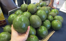 Người Hà Nội rất khó mua được bơ, sầu riêng ngon vì thiếu tư vấn