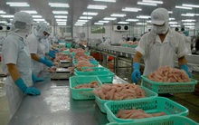 Ngành cá tra đối diện nguy cơ thiếu nguyên liệu kéo dài