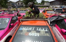 Bị "bỏ không" vì Covid, hàng nghìn taxi ở Thái Lan biến thành... vườn rau cứu đói tài xế