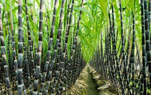 Mía đường Sơn La (SLS) chốt danh sách cổ đông trả cổ tức bằng tiền tỷ lệ 80%