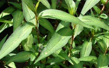 Chẳng ai ngờ: Mớ rau gia vị ở ở Việt Nam rẻ như cho, sang nước ngoài giá 250.000 đồng