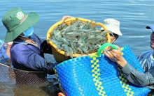 Giá tôm ở mức cao nhưng tắc thu mua vì các tỉnh tự... gây khó