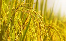 Trung An (TAR): Lợi nhuận quý 3/2021 ước đạt 40 tỷ đồng, tăng 66% so với cùng kỳ.