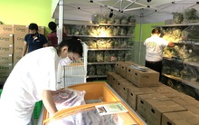 TP HCM: Sản xuất, tiêu thụ hàng hóa giảm kỷ lục vì Covid-19