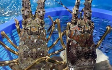 Giá tôm hùm xanh Phú Yên tăng cao sau nhiều năm mất mùa vì thiên tai, chợ mạng rao bán 680.000/kg