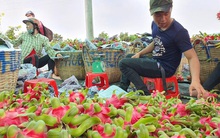 Chủ kho lạnh ngừng mua thanh long, dân lao đao