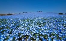 Đạm Cà Mau (DCM) giảm sàn bất chấp công bố lãi kỷ lục