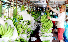 Xuất khẩu nông sản sang Trung Quốc: Nguy cơ ách tắc nặng hơn?