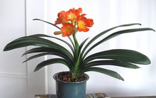 6 cây cảnh chơi dịp Tết càng trồng phú quý càng dồi dào: Có loài sống lâu hơn cả con người, hoa tươi cả tháng mới thấy tàn