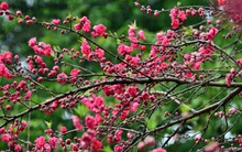 Đây là lý do quan trọng nhưng ít người biết vì sao cành đào và cây quất ảnh hưởng đến tài vận trong cả năm