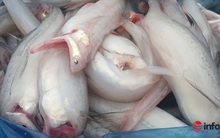 Trúng mùa cá khoai, ngư dân xứ Quảng thu nhập tiền triệu mỗi ngày