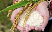 TAR tăng mạnh, Chủ tịch HĐQT của Công nghệ cao Trung An đăng ký bán nốt 4,6 triệu cổ phiếu