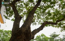 'Kho báu' trăm tỷ suýt bị mất trộm, phải chuyển đến đồn công an, lắp camera theo dõi