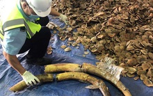 Bí mật bên trong hàng tấn hạt điều nhập khẩu từ Nigeria vào Việt Nam