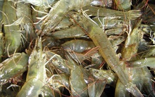 Triển vọng ngành tôm thế giới năm 2022 sẽ tiếp tục tăng trưởng mạnh mẽ