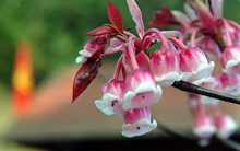 Sốt hoa đào độc lạ, giá tiền triệu hút khách ngày cận Tết