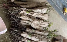 Cành mận rừng mini đắt khách ngày Rằm tháng Chạp, tiểu thương ngày bán được gần trăm bó