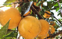 Loại cam xứ Nghệ đắt đỏ, mỗi quả giá trăm nghìn, có bao nhiêu khách đặt mua hết