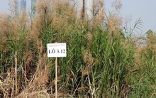 Diễn biến mới vụ Tân Hoàng Minh bỏ cọc gần 600 tỷ đồng đấu giá đất Thủ Thiêm