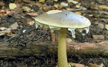 7 loại nấm độc chết người bậc nhất thế giới và những tác hại khủng khiếp với cơ thể