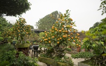 Tết 2022: Quất thân siêu to xuống phố cùng đào rừng cổ thụ, cây bưởi Diễn trăm quả có giá vài chục tới cả trăm triệu