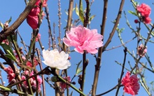 Đào Nhật Tân 3 màu độc lạ thâm nhập thị trường hoa Tết