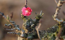 Loại đào Vip ngắn ngủn, xù xì, ít hoa hút khách đại gia dịp Tết