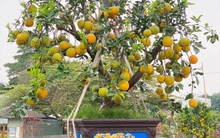 Cho thuê đào, bưởi chơi Tết, nhà vườn giảm nửa giá thuê để ‘hút’ khách