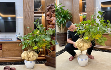 Gia chủ có thú chơi cây độc lạ, trồng được củ đậu hẳn 10 cân nhưng cư dân mạng vội vào cảnh báo nguy hiểm có thể gây mất mạng!
