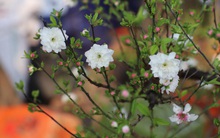 Mang 9 cây mai trồng trên cây lũa, sau 1 năm ông chủ hét giá gần 300 triệu