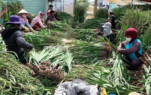 Chuyện chưa từng có ở làng hoa lay ơn lớn nhất nước