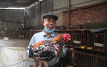 Gà 'tiến vua' đắt hàng