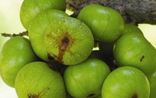 Loại quả đầy bờ ao giúp khoẻ thận, sạch dạ dày, quý hơn thuốc bổ: Người Việt để rụng bỏ đi