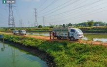 Giá cá chép đỏ 'lên trời', thương lái có tiền cũng không mua được