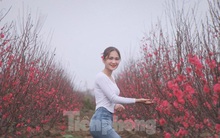 Tất bật làng đào 'Nhật Tân' trên đất Bắc Giang