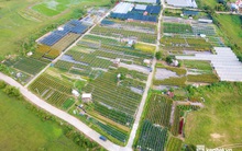 Ảnh: Làng hoa lớn nhất Đà Nẵng tất bật ngày giáp Tết