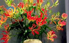 Loài hoa nhập khẩu để chơi Tết có giá 35-40 nghìn/cành nhưng thực ra lại mọc dại nhiều ở Việt Nam